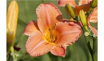 Gartenbaumschule Becker