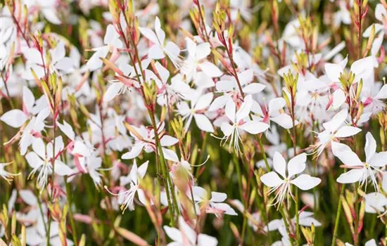 Gaura lindheimeri 'Whirling Butterflies'