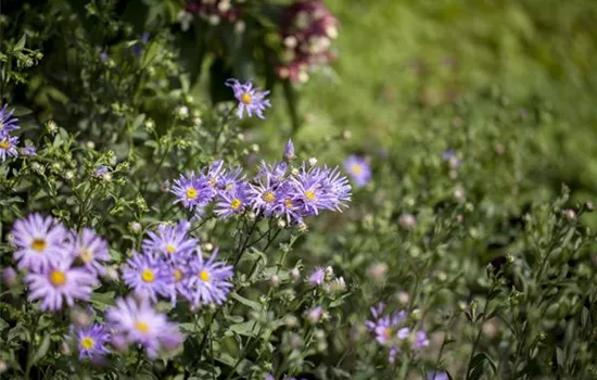 Aster amellus 'Rudolf Goethe', gen.