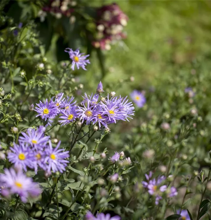 Sommer-Aster
