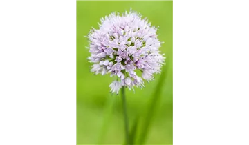 Gartenbaumschule Becker