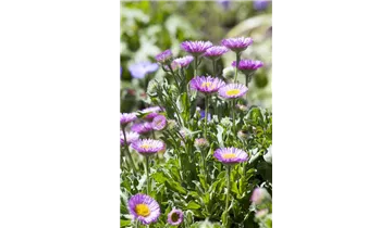 Gartenbaumschule Becker