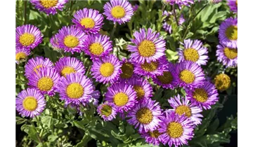 Gartenbaumschule Becker