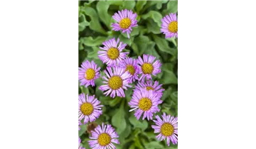 Gartenbaumschule Becker