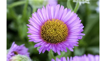 Gartenbaumschule Becker