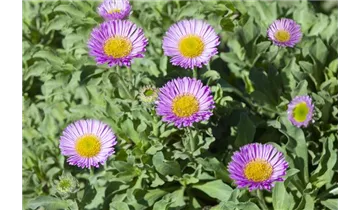 Gartenbaumschule Becker