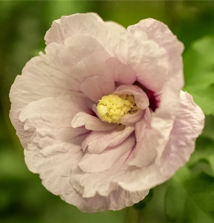 Roseneibisch 'Pink Chiffon' -R-