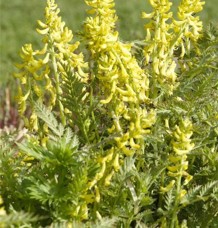 Scheinlerchensporn