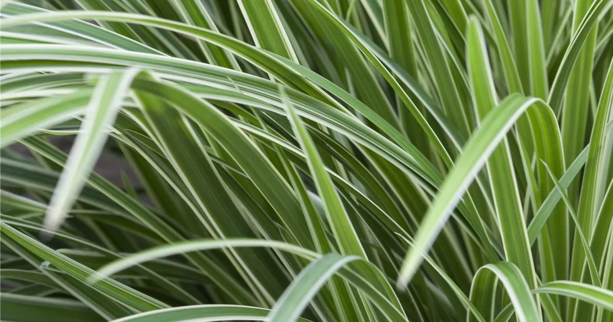 Carex morrowii 'Variegata', Weirandige Japan-Segge - GartenBaumschule  Becker