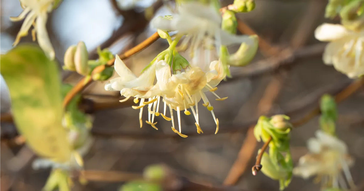 Lonicera purpusii 'Winter Beauty', Winter-Heckenkirsche - GartenBaumschule  Becker