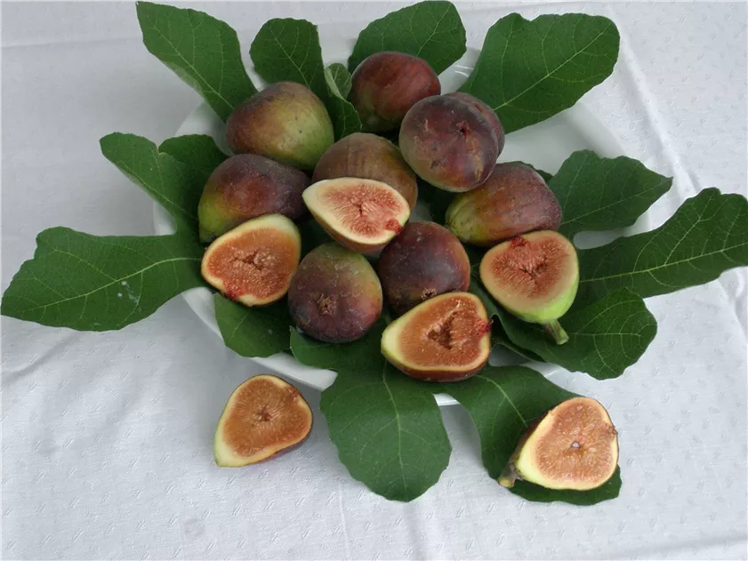 wein dngen wann ProviPlant Weinreben-Dnger: Fr alle Weinrebengewchse (Vitaceae)