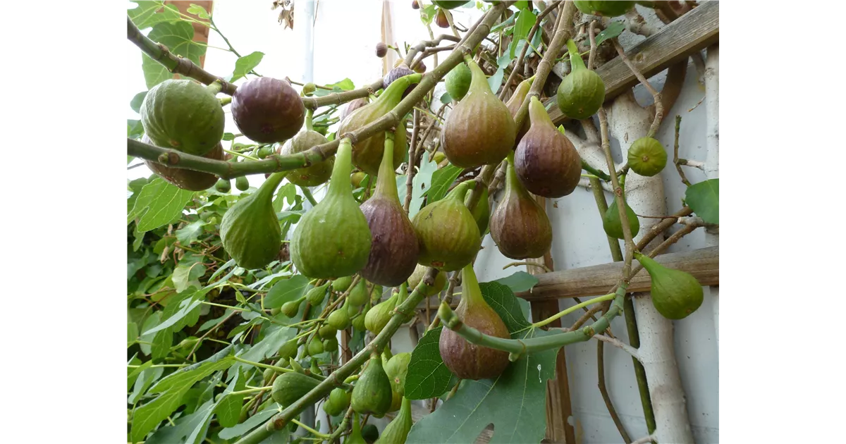 Ficus carica 'Bayernf. Violetta' -R- CAC, Feige 'Bayernfeige Violetta' -R-  - GartenBaumschule Becker