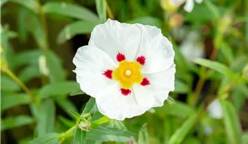Bildvorschau