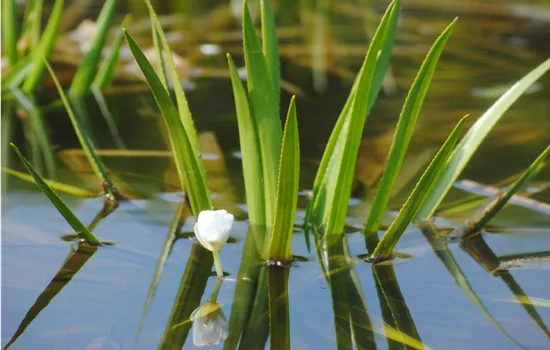 Stratiotes aloides