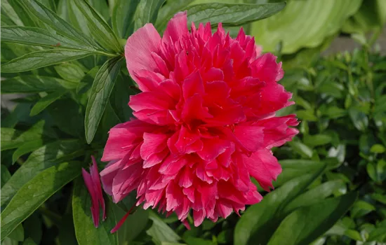 Paeonia Lactif.-Hybr.'Red Charm'