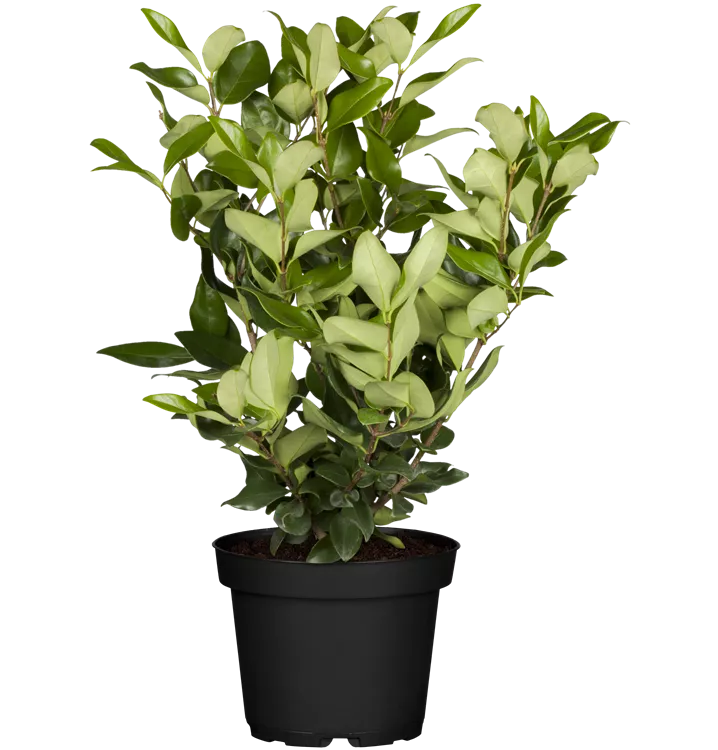 Glänzender Liguster