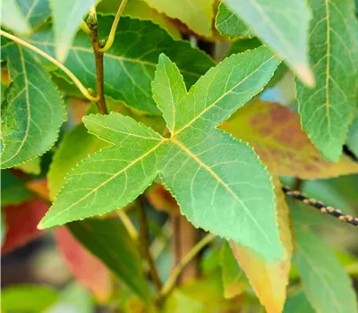 Liquidambar styraciflua 'Slender Silhouette'