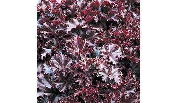 Gartenbaumschule Becker