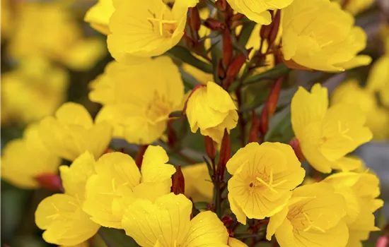 Oenothera fruticosa 'Sonnenwende'