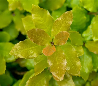 Quercus ilex