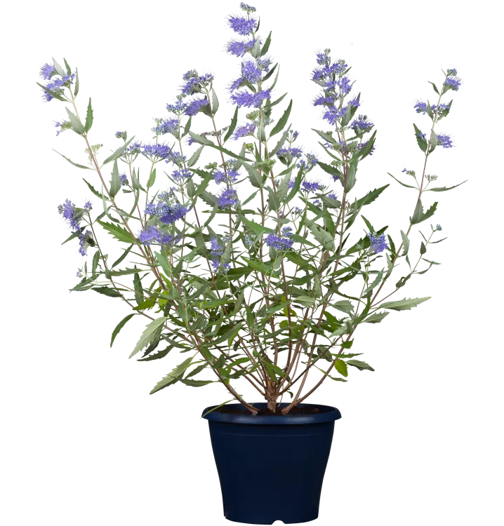 Bartblume 'Dark Knight'