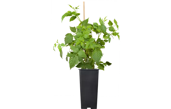 Rubus id.'Sanibelle' -R- CAC
