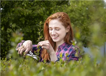 Gehölzschnittseminar Ziergehölze