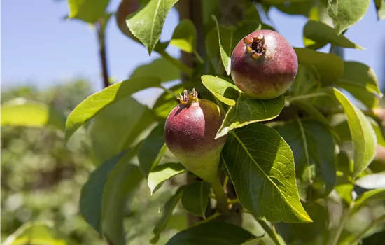 Pyrus com.'Condora' CAC