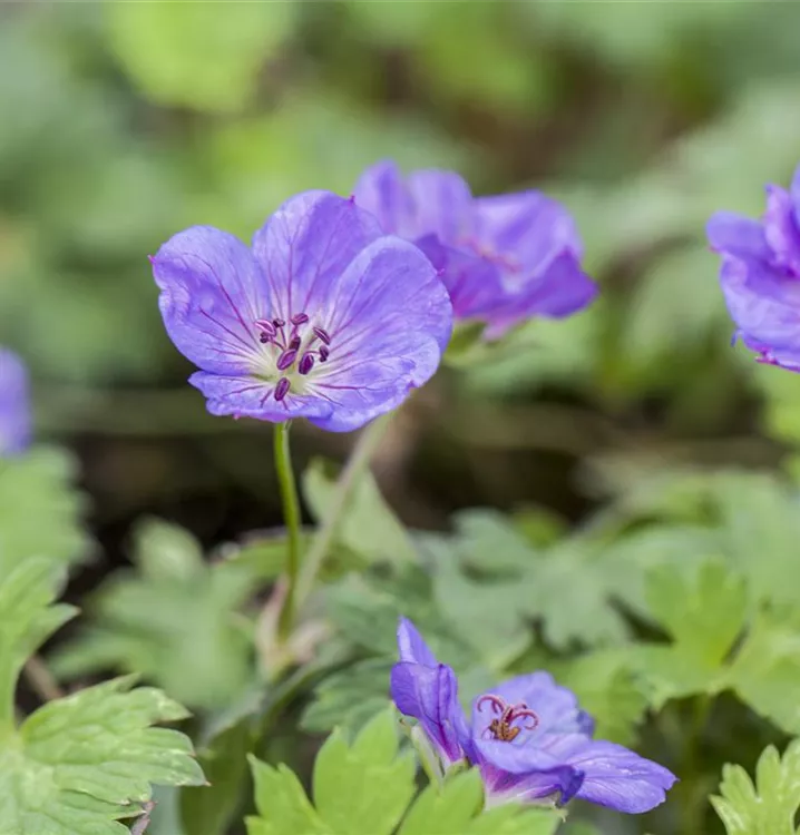 Dauerblühender Storchschnabel