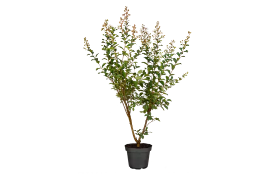 Lagerstroemia indica 'Nivea'