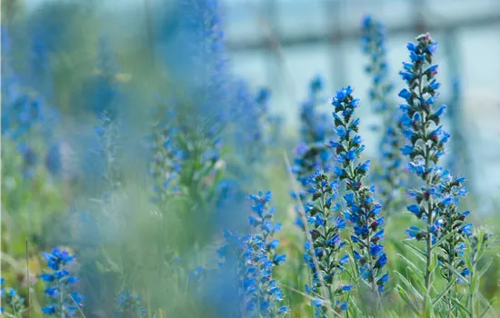 Echium vulgare