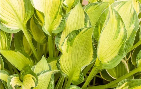Hosta x fortunei 'Albopicta'