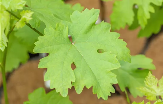 Vitis 'Talizman' -R-