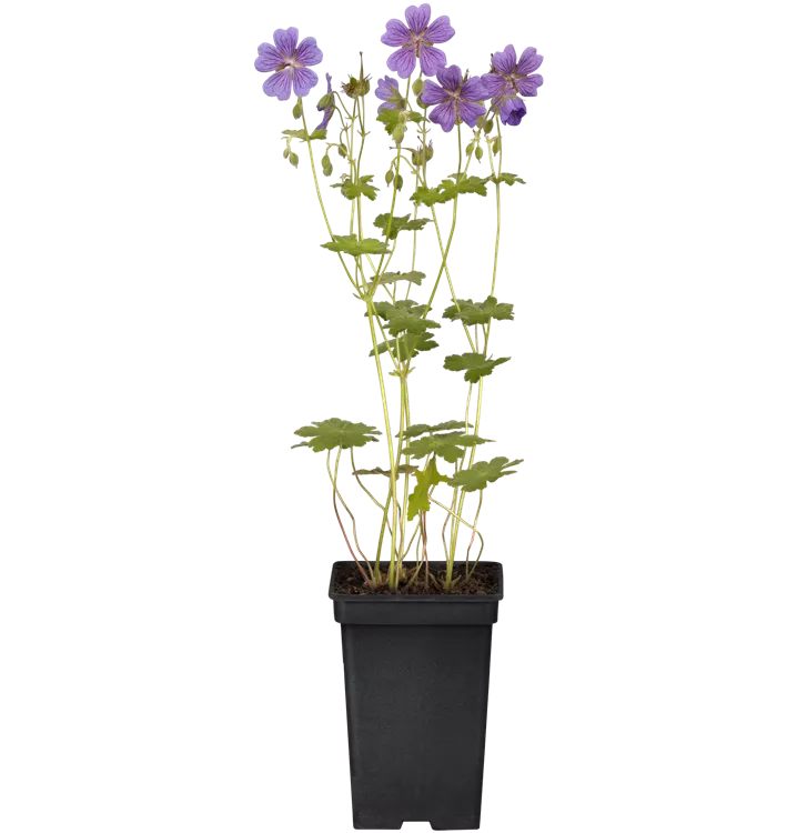 Kaukasus-Storchschnabel