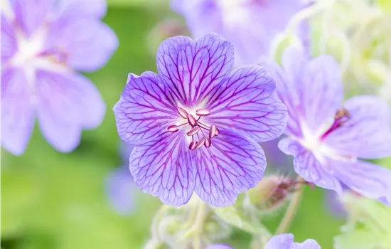 Geranium renardii 'Terre Franche'