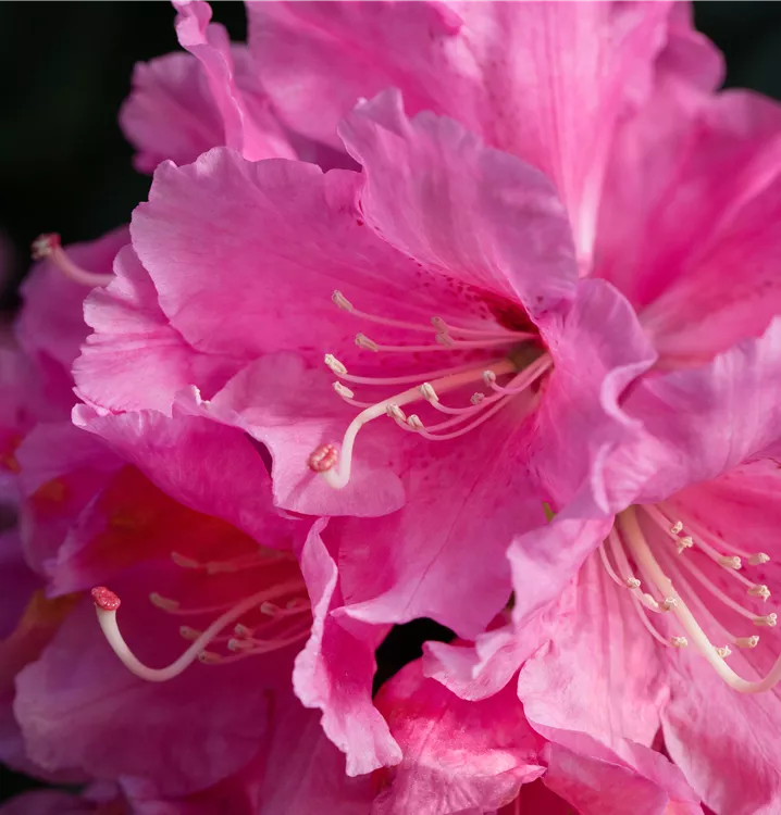 Yaku-Rhododendron 'Porzellan'