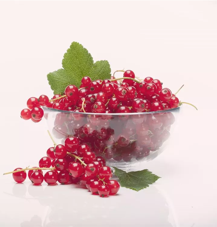 Johannisbeere 'Rolan' mittel