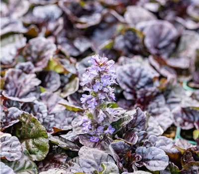 Ajuga reptans 'Black Scallop' -R-