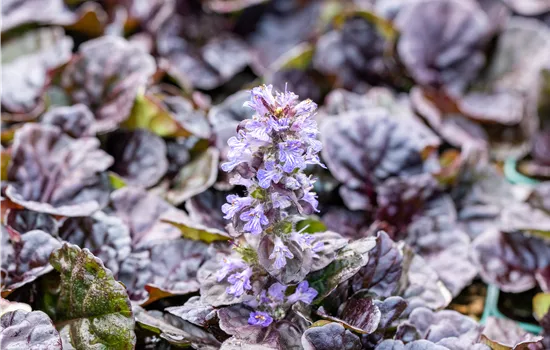 Ajuga reptans 'Black Scallop' -R-