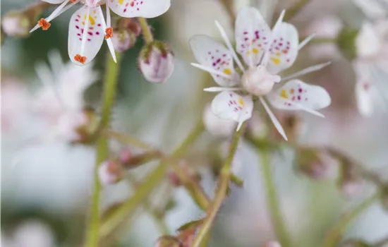 Saxifraga x urbium