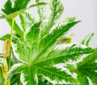 Fatsia japonica 'Spiderweb'