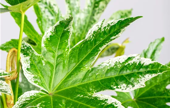 Fatsia japonica 'Spiderweb'