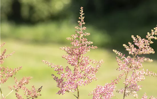 Astilbe x arendsii 'Anita Pfeifer'