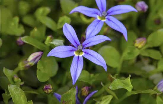 Pratia pedunculata 'County Park'
