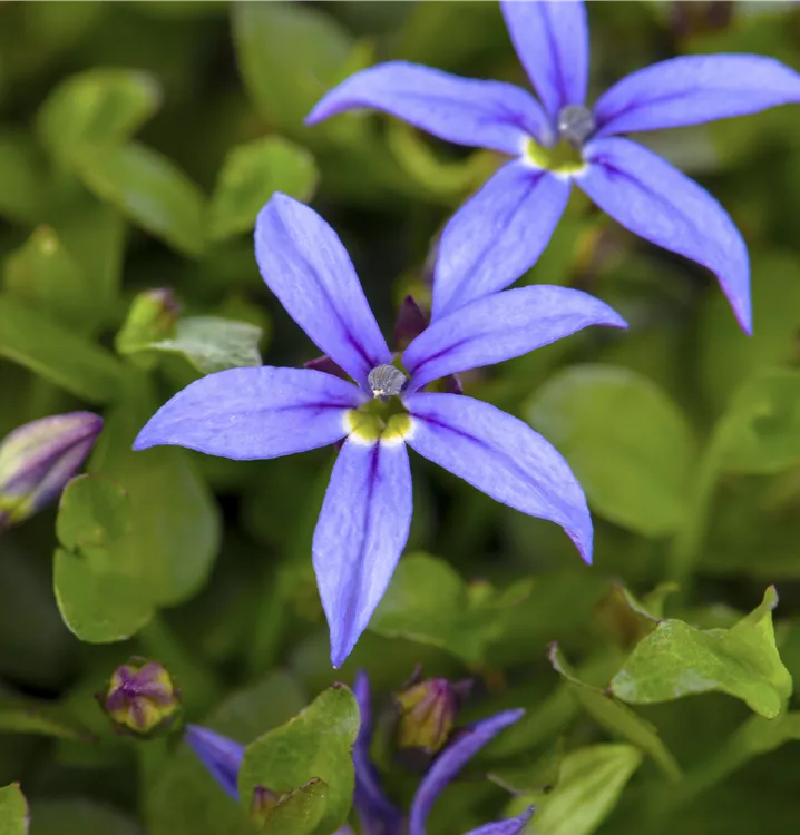 Garten-Scheinlobelie 'County Park'