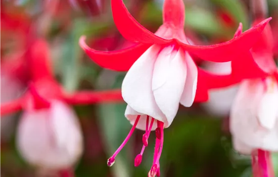 Fuchsia magellanica 'Madame Cornelissen'