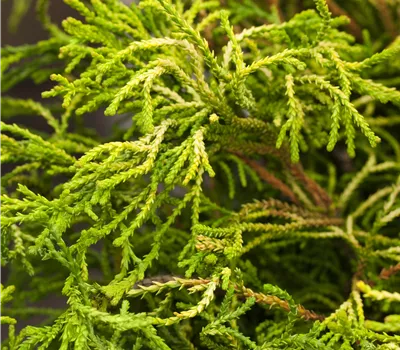 Chamaecyparis obtusa 'Brigitte'