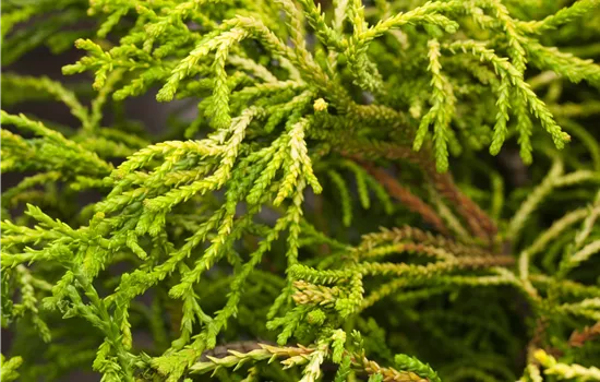 Chamaecyparis obtusa 'Brigitte'