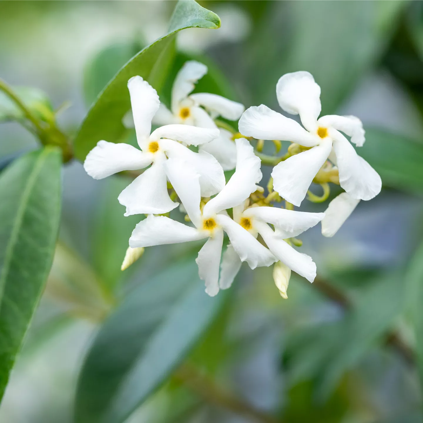 Trachelospermum jasminoides