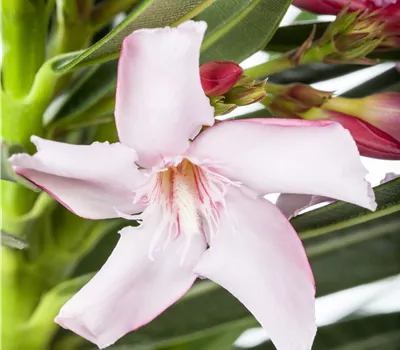 Nerium oleander i.S. Nerium oleander i.S.